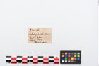 Foto von Beinstab (NHMW-PRAE-024486)